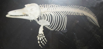 Esqueleto de delfín mular