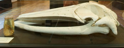 Cráneo de rorcual común en la vitrina del museo.
