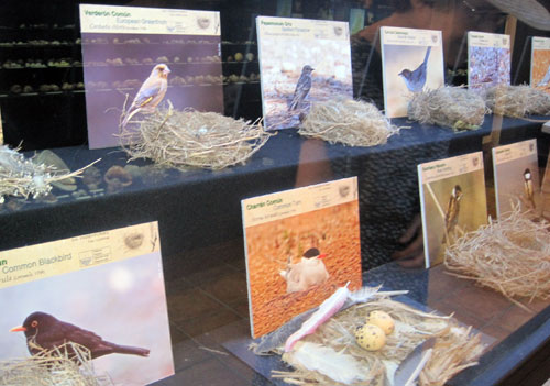 Imagen del museo donde se ven las fichas de las aves y los nidos correspondientes a cada especie.