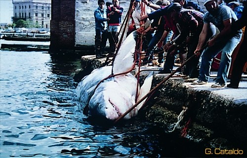 Tiburón capturado en el Mediterráneo.