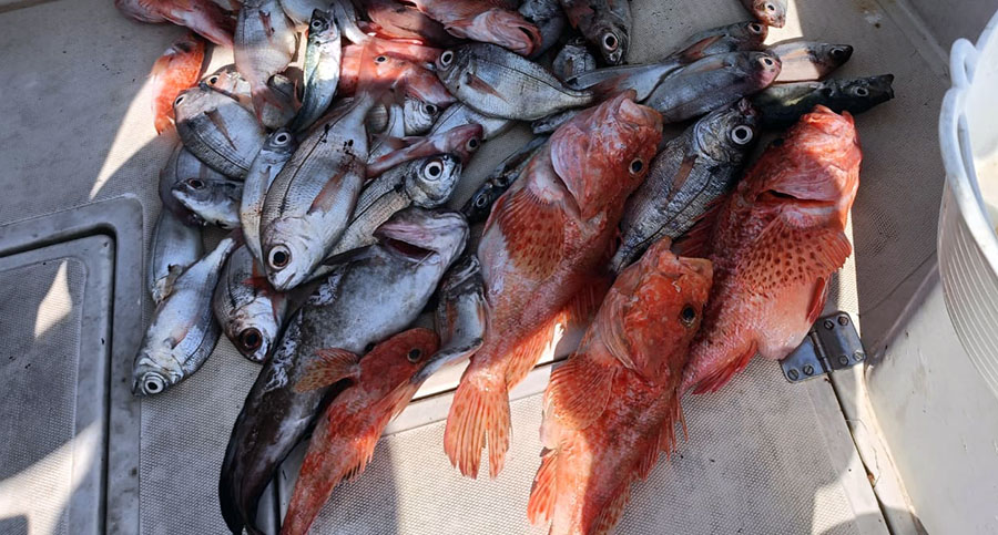 UN BUEN RANCHO DE GALLINAS ,UNA BRÓTOLA BESUGOS Y ALGUNA CHOPA
