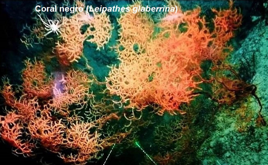 Coral negro (Leiopathesglaberrina), Seco ‘Plis-Plas’ a 612 m